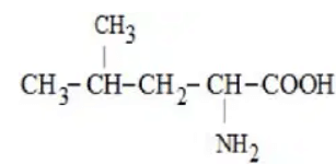Structural formula labeled as leucine, showing CH3 substituent on side chain and NH2 attached to alpha carbon next to COOH group.