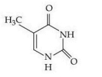 Pyrimidine ring with a methyl group, two carbonyl groups, and one NH, corresponding to thymine structure.