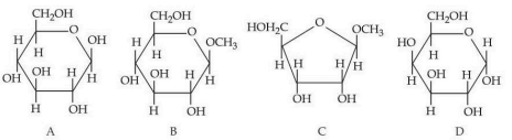 Four cyclic carbohydrate structures labeled A, B, C and D are shown, with substituents such as CH2OH, OCH3, OH and ring oxygen marked for comparison of anomeric carbon functionality.